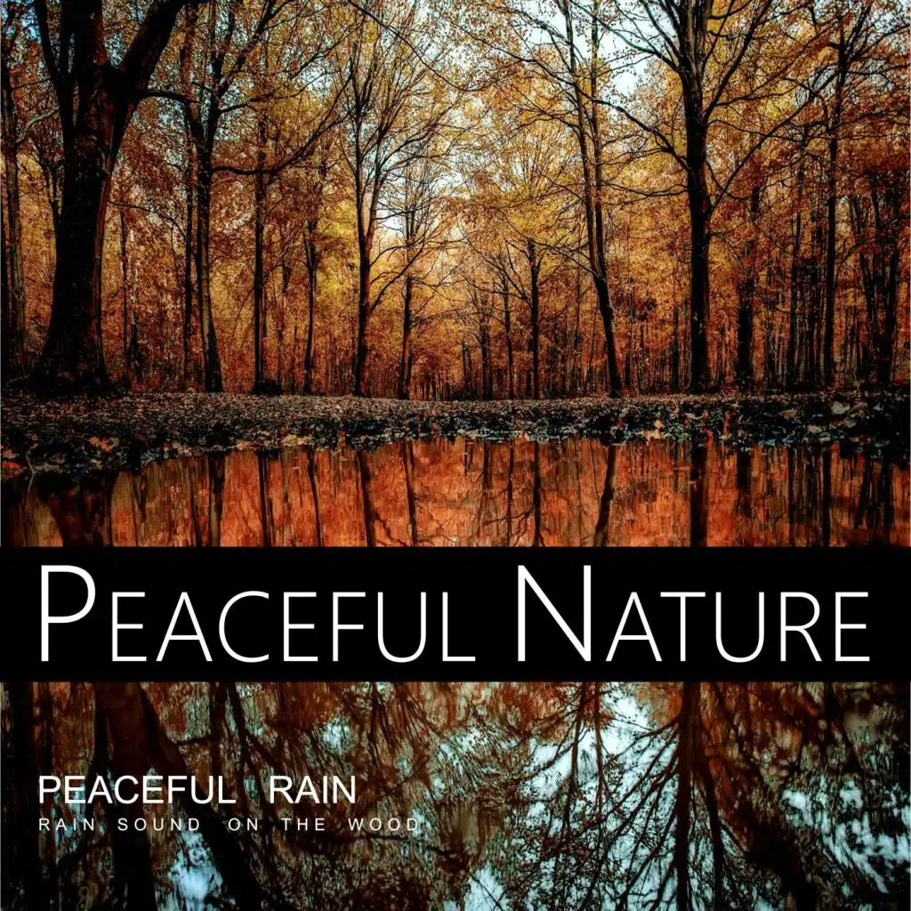 Soft Rain Sound On The Forest, Pt. 24