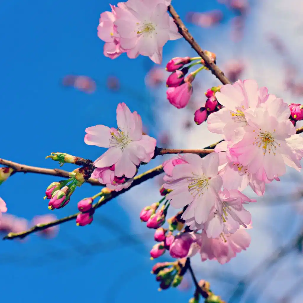 Placid Sounds of Pink and White Sleep Noises for Babies