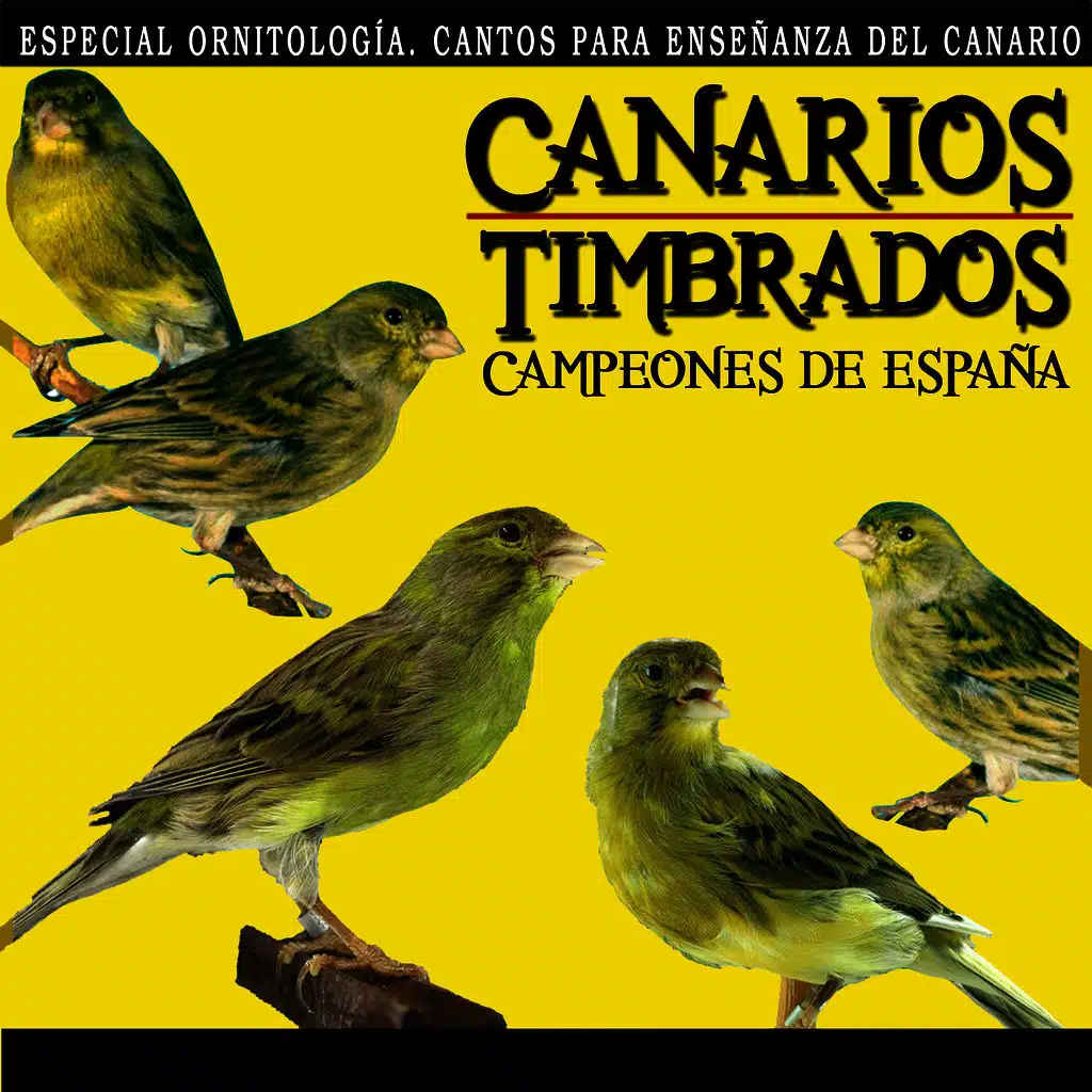 Canarios Timbrados Campeones de España. Especial Ornitología, Cantos Para Enseñanza del Canario Timbrado