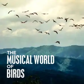 The Musical World of Birds