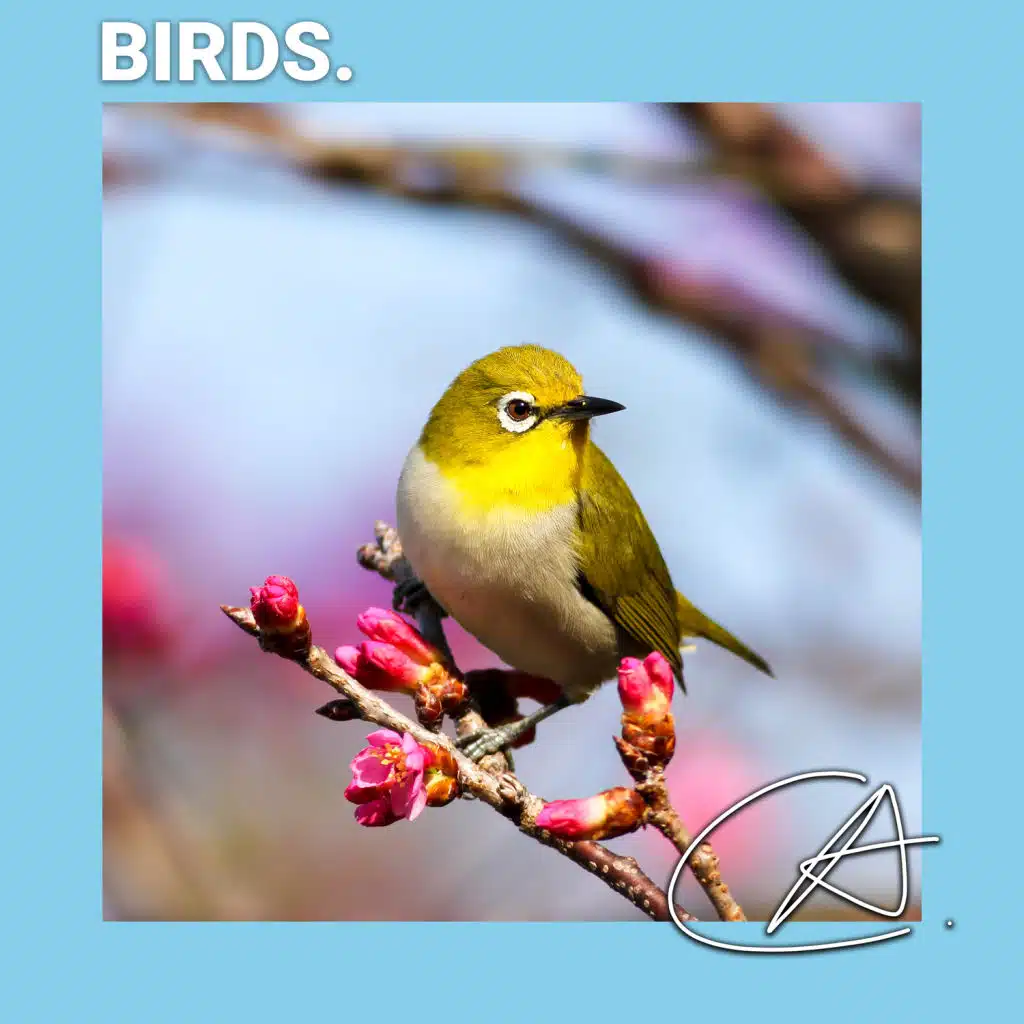 Nature Bird sound for the study and helps your babies to sleep