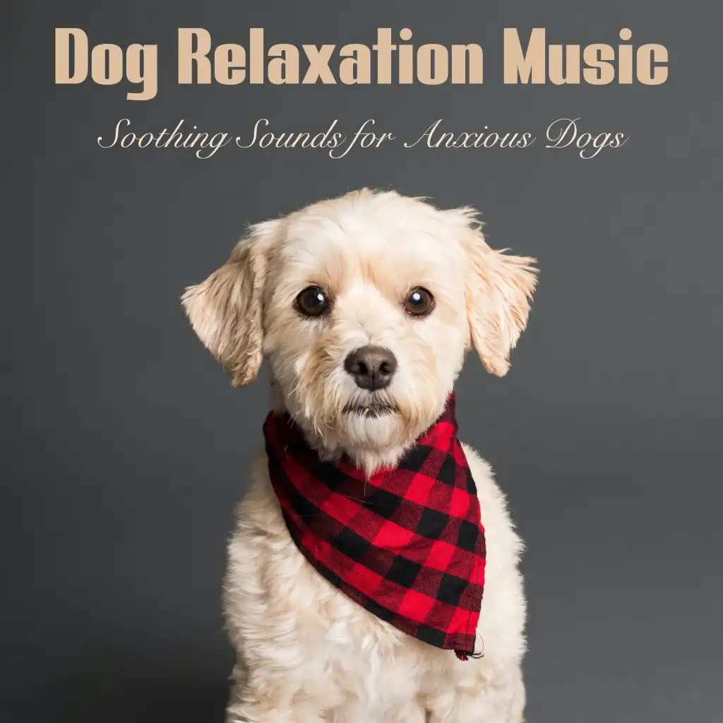 Dog Relaxation Music: Soothing Sounds for Anxious Dogs