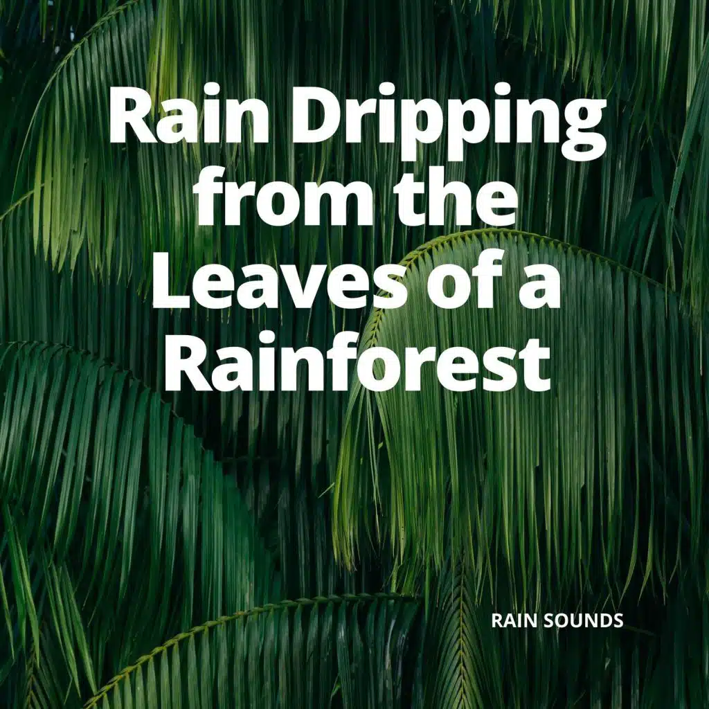 Rain Dripping from the Leaves of a Rainforest