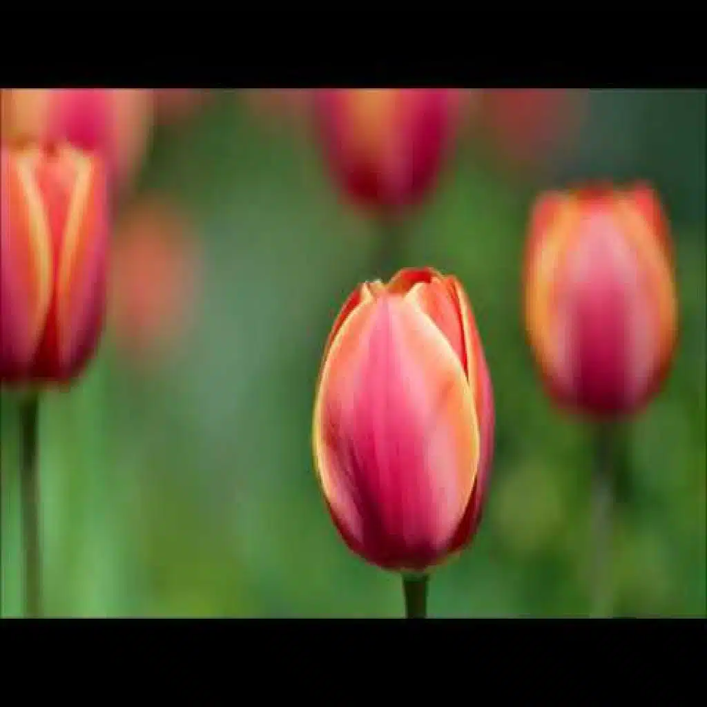 سورة البقرة