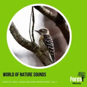 World of Nature Sounds - Insects, Owls, Toads and More from Forest, Vol. 1
