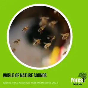 World of Nature Sounds - Insects, Owls, Toads and More from Forest, Vol. 4