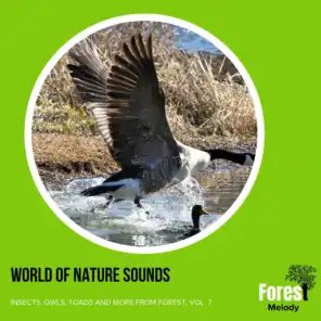 World of Nature Sounds - Insects, Owls, Toads and More from Forest, Vol. 7