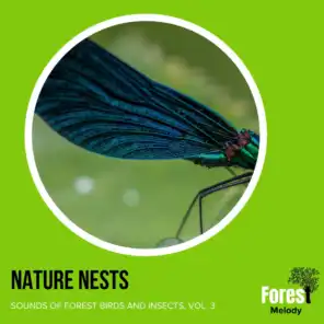 Nature Nests - Sounds of Forest Birds and Insects, Vol. 3