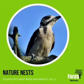 Nature Nests - Sounds of Forest Birds and Insects, Vol. 2