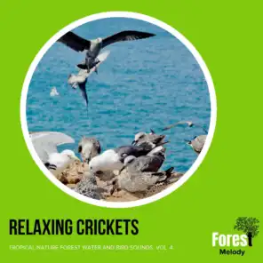 Relaxing Crickets - Tropical Nature Forest Water and Bird Sounds, Vol. 4