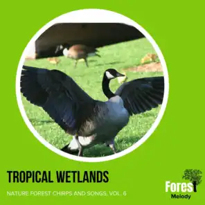 Tropical Wetlands - Nature Forest Chirps and Songs, Vol. 6