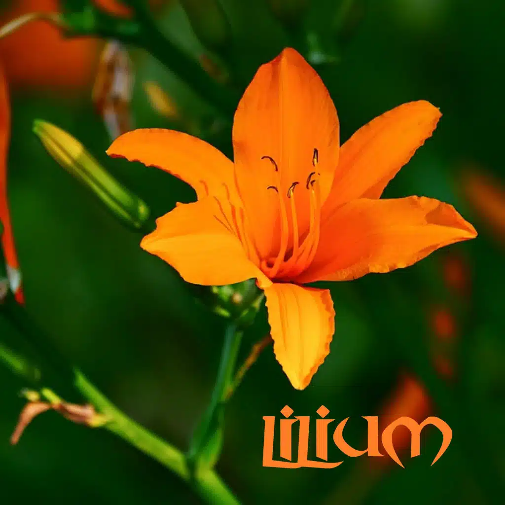 Lilium
