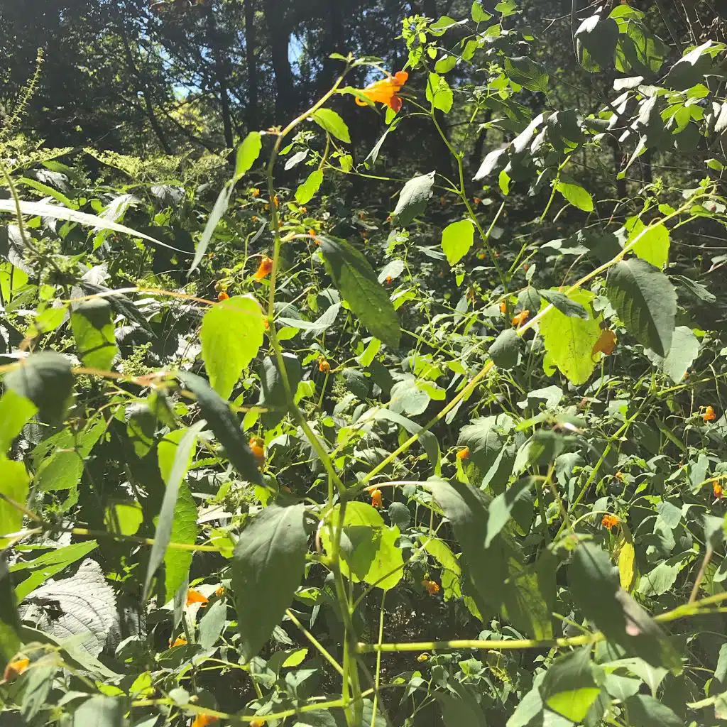 terrell tapes 2020: No (K)new Words to Say