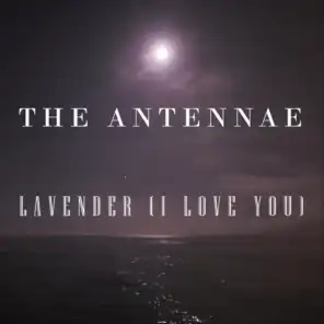 Lavender (I Love You)