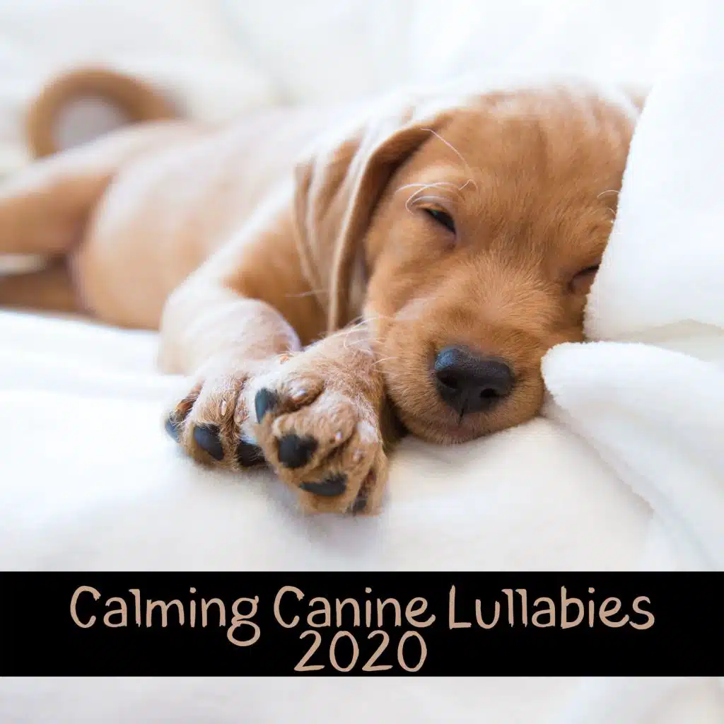 Calming Canine Lullabies 2020