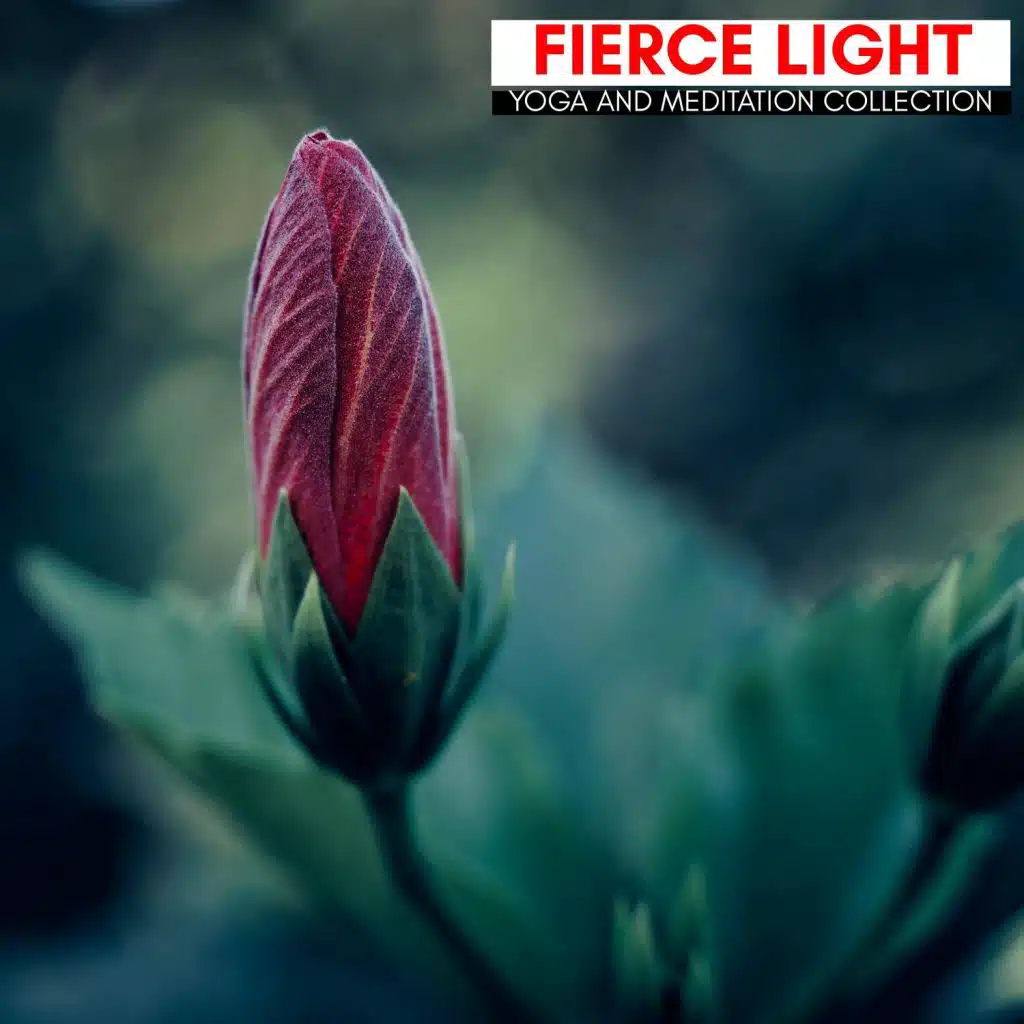 Fierce Light - Yoga And Meditation Collection