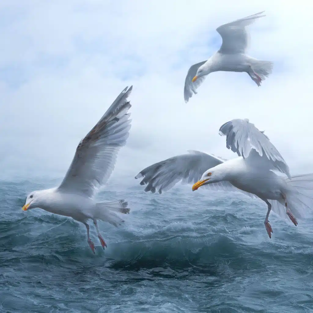 يا مالك الملك