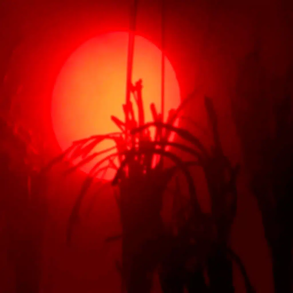 Паутина мести