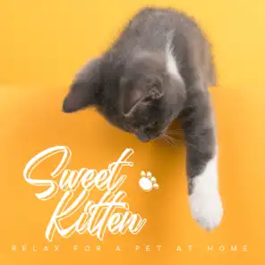 Sweet Kitten – Relax for a Pet at Home