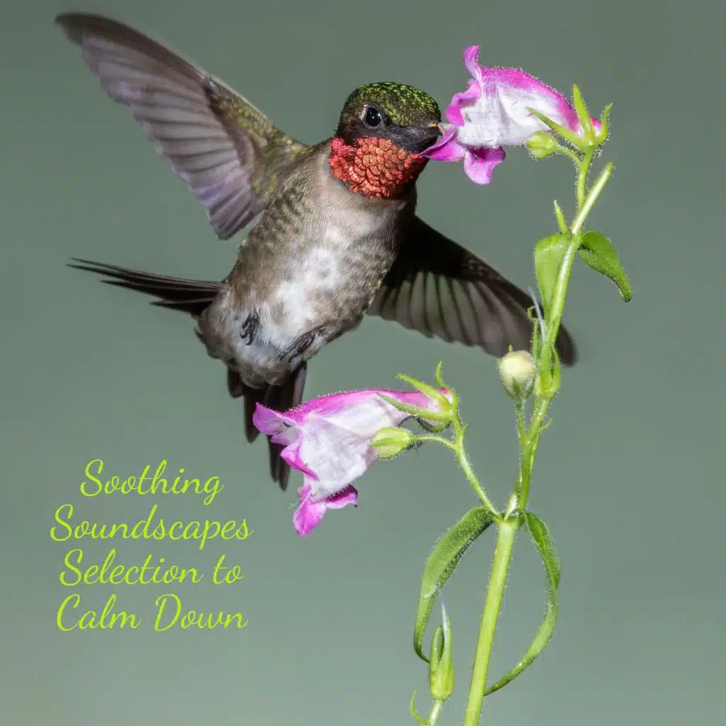 Soothing Soundscapes Selection to Calm Down