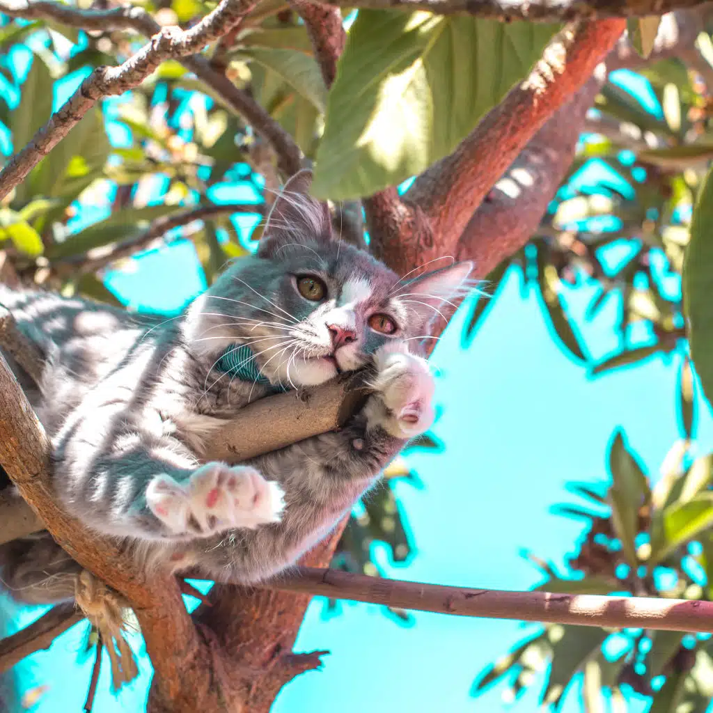 White Noise Therapy, Exam Study Classical Music, Exam Study Classical Music Orchestra