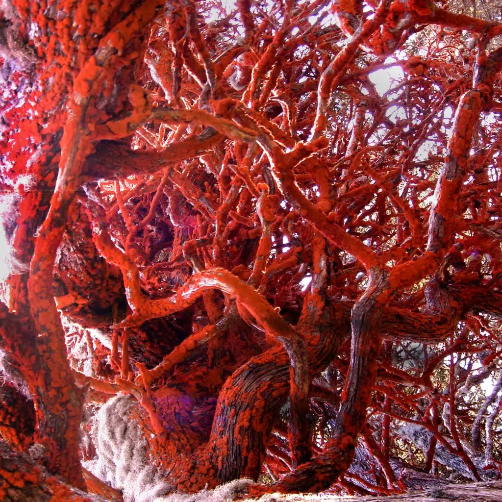 Nell'autunno del suo abbraccio insonne