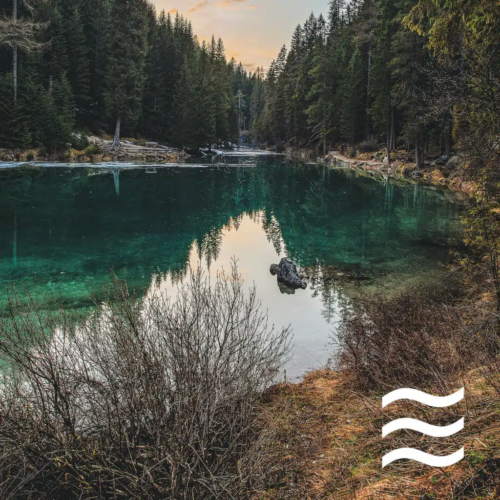 Mellow Sleep Sounds of Forest