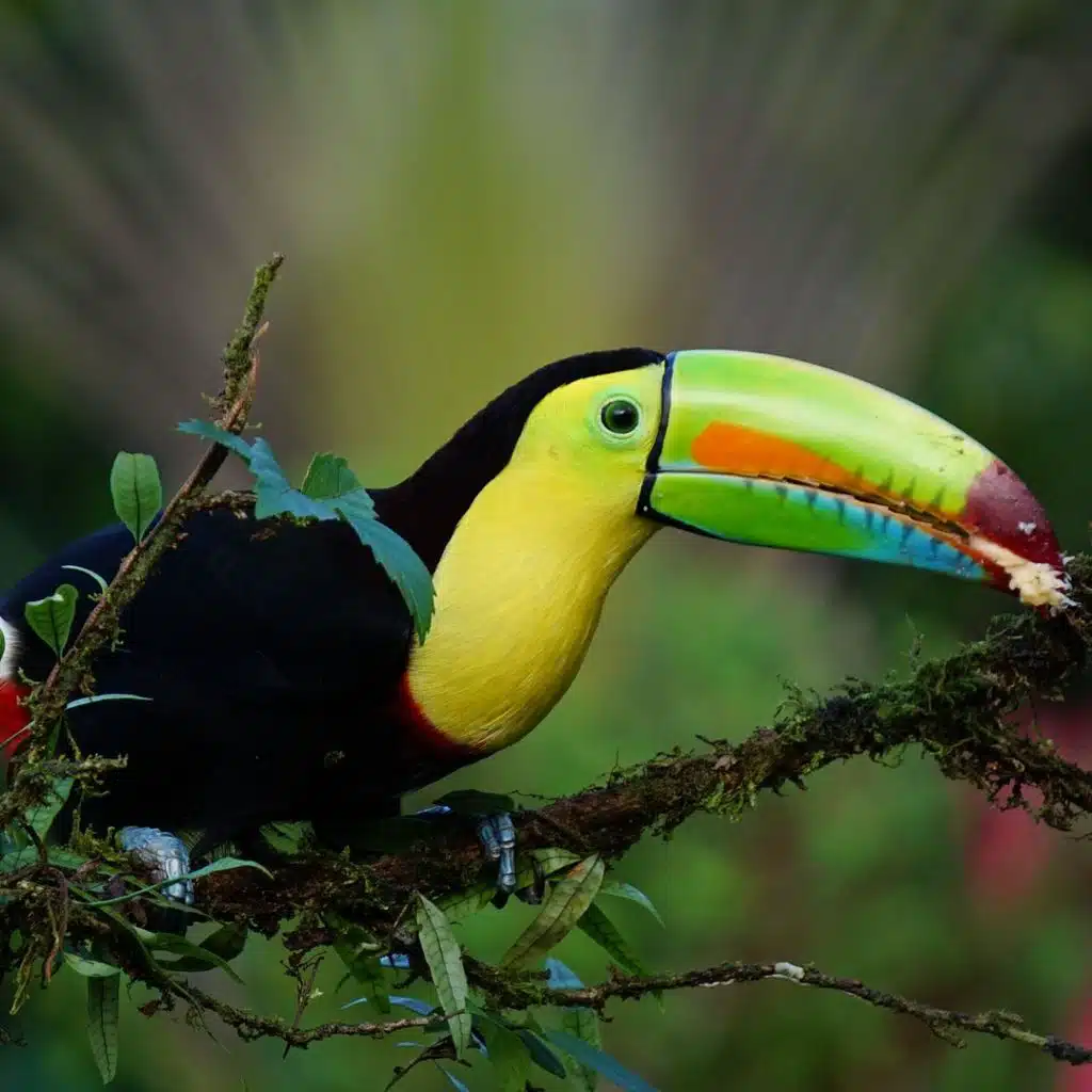 Terra de Santa Cruz (feat. Aira Winterland)