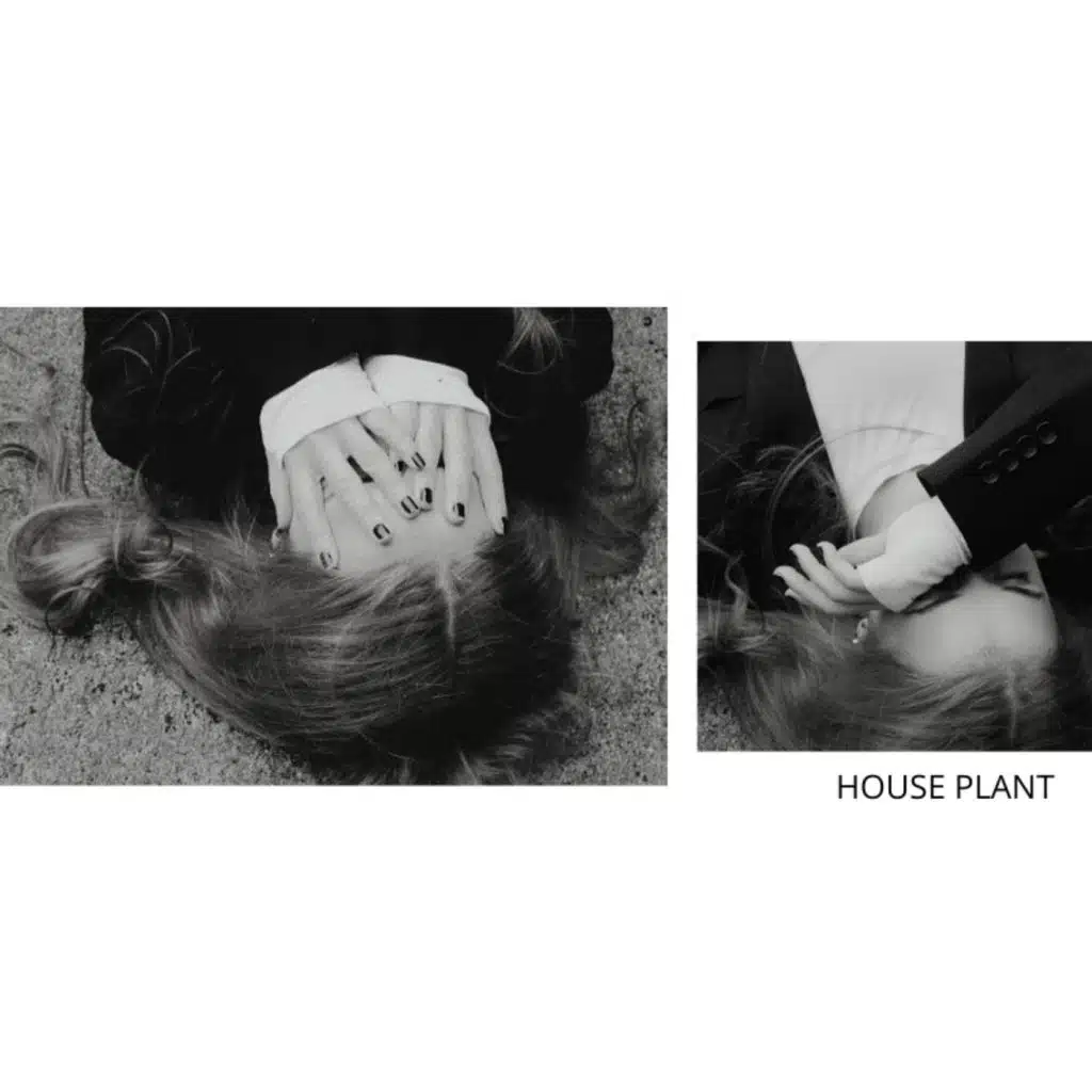 House Plant