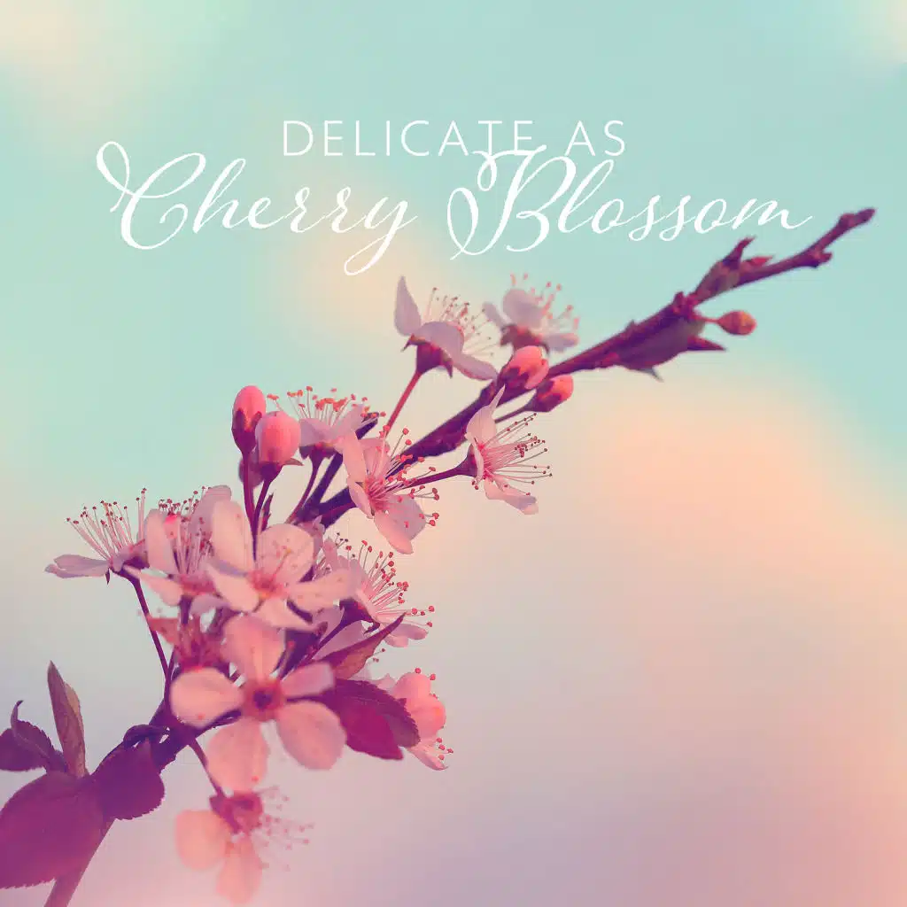 Delicate as Cherry Blossom