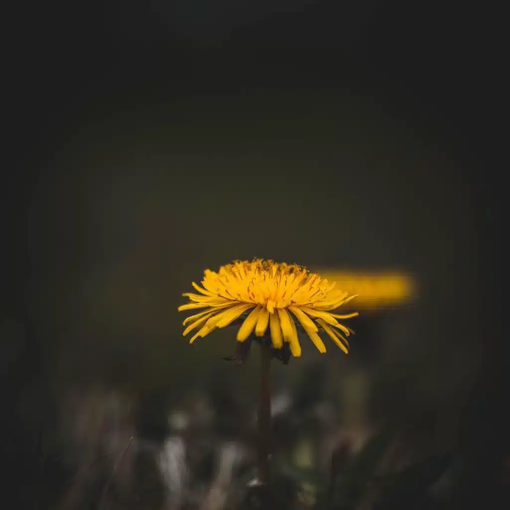 Dandelions