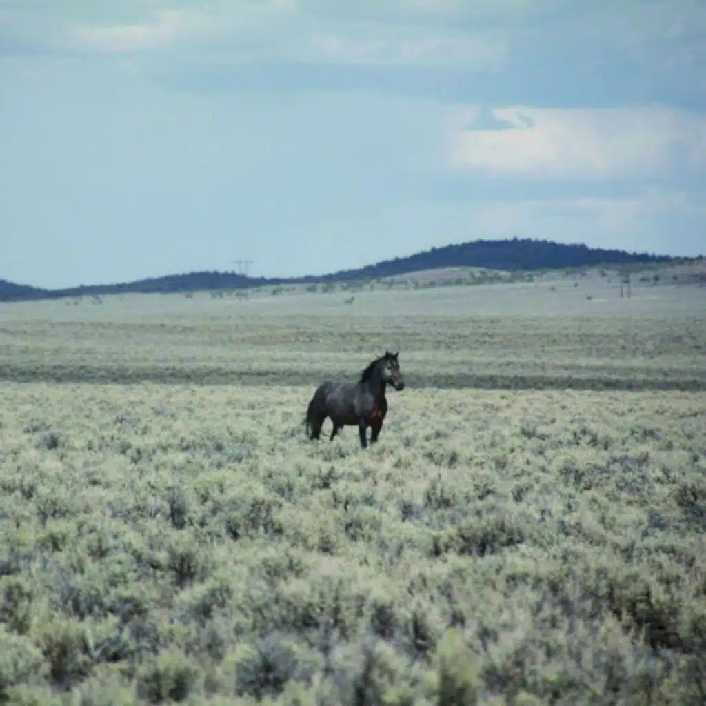 Ameceshou (90's style)