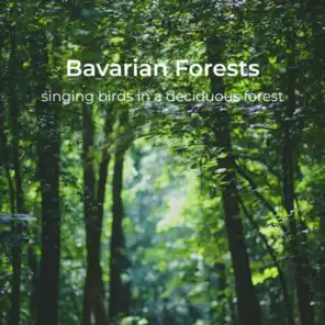 Bavarian Forests (Singing birds in a deciduous forest) - Bayrische Wälder [Singende Vögel im Laubwald]
