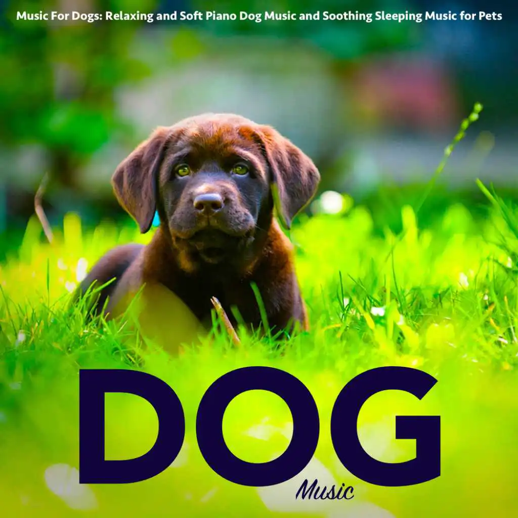 Music for Dogs: Relaxing Piano Dog Music and Soothing Sleeping Music for Pets