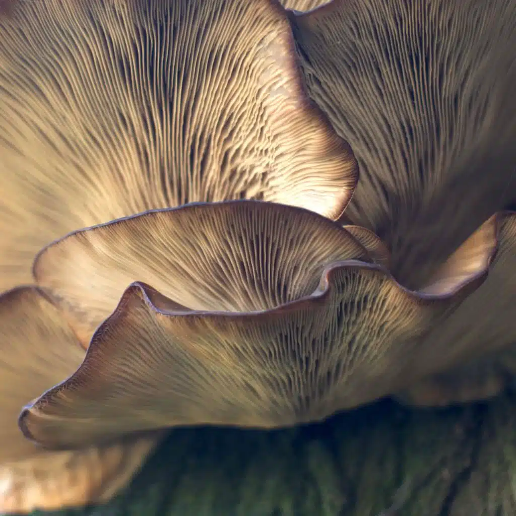 Mycelium