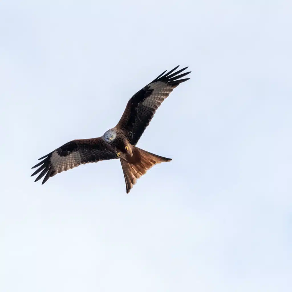 Barcarolle - Peace & Tranquility