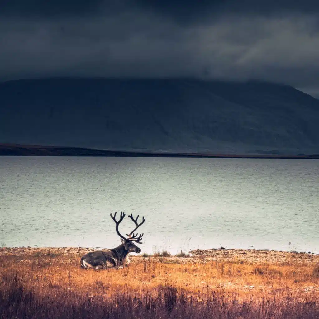 Comforting Compilation for Zen Spa