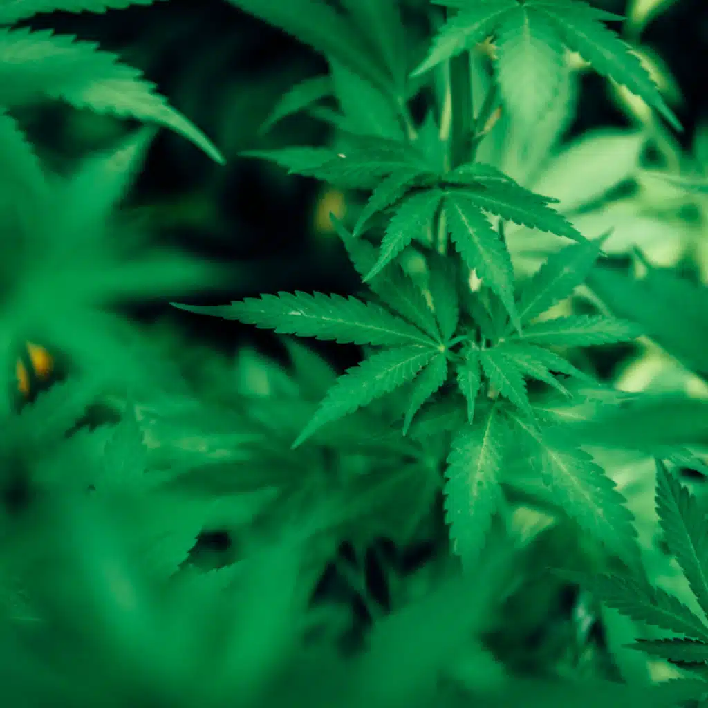 Hace Falta Droga, Vol. 1