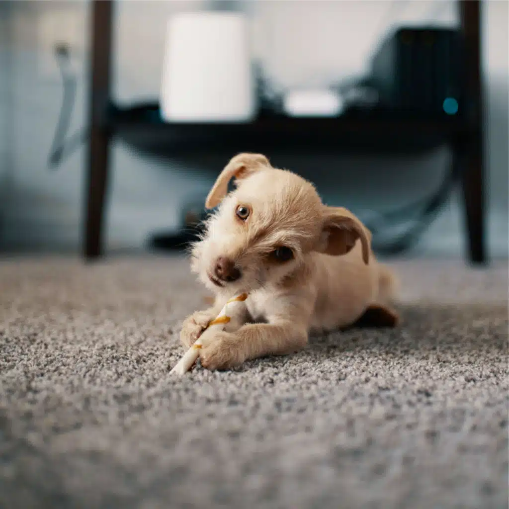 50 Calming Sounds for Sleeping Dogs