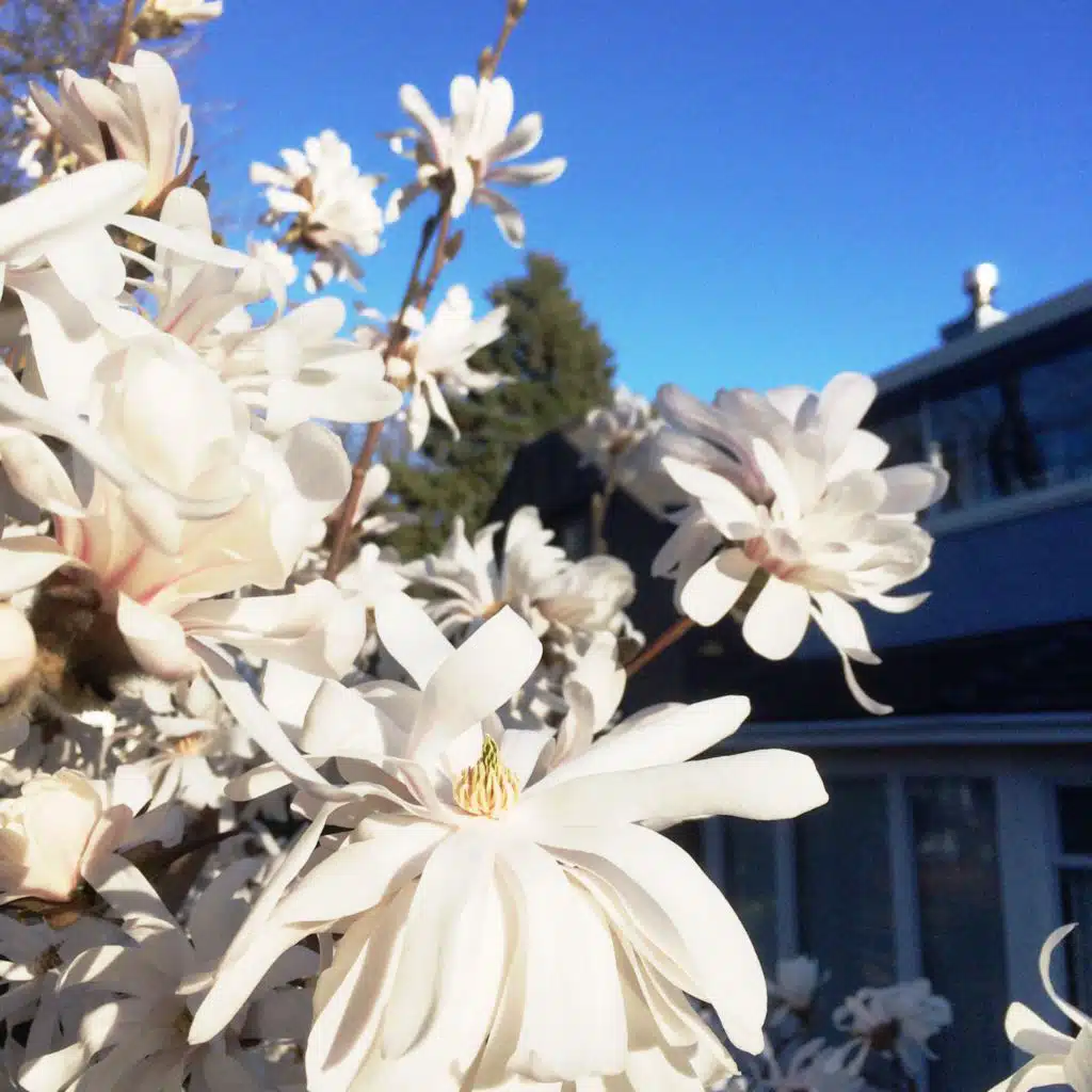 Pollen Songs