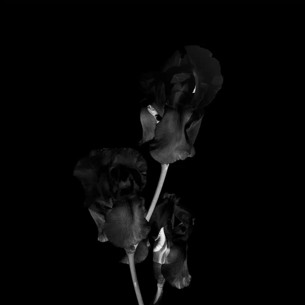 Silence (Deluxe Edition)