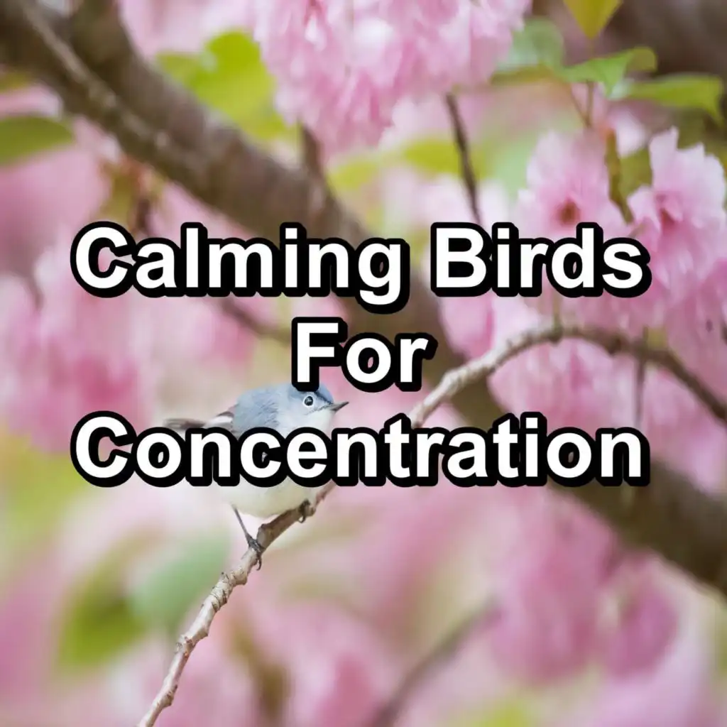 Calming Birds Natural Sounds Loopable for the Night