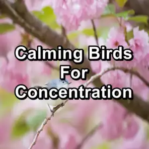 Calming Birds For Concentration