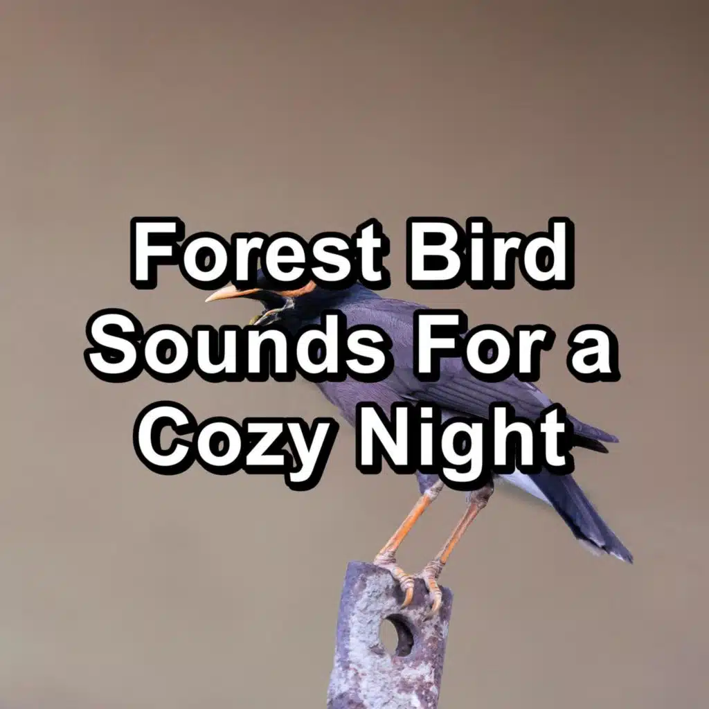 Sleepy Bird Sounds For Meditation Loopable for the Night