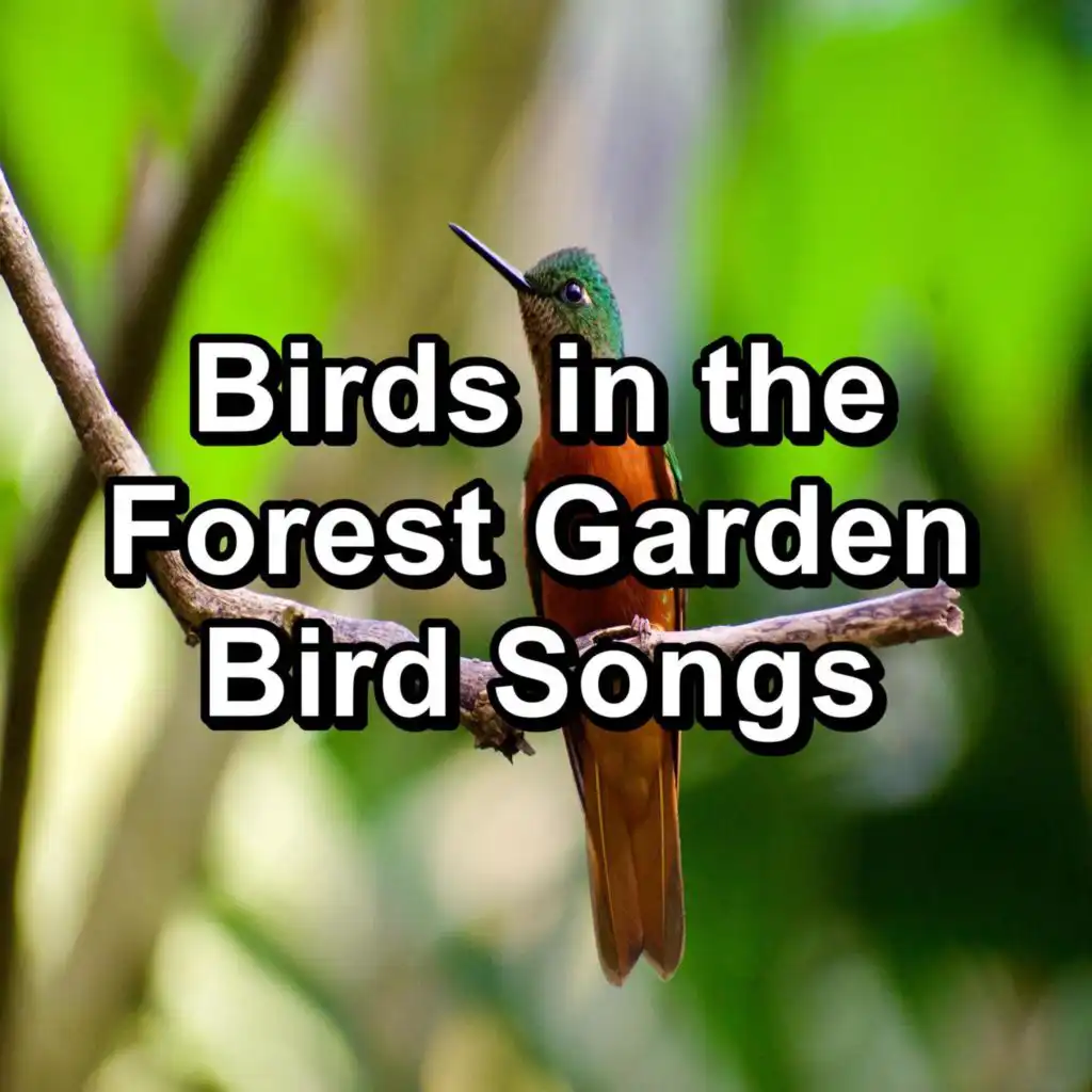 Birds in the Forest Garden Bird Songs