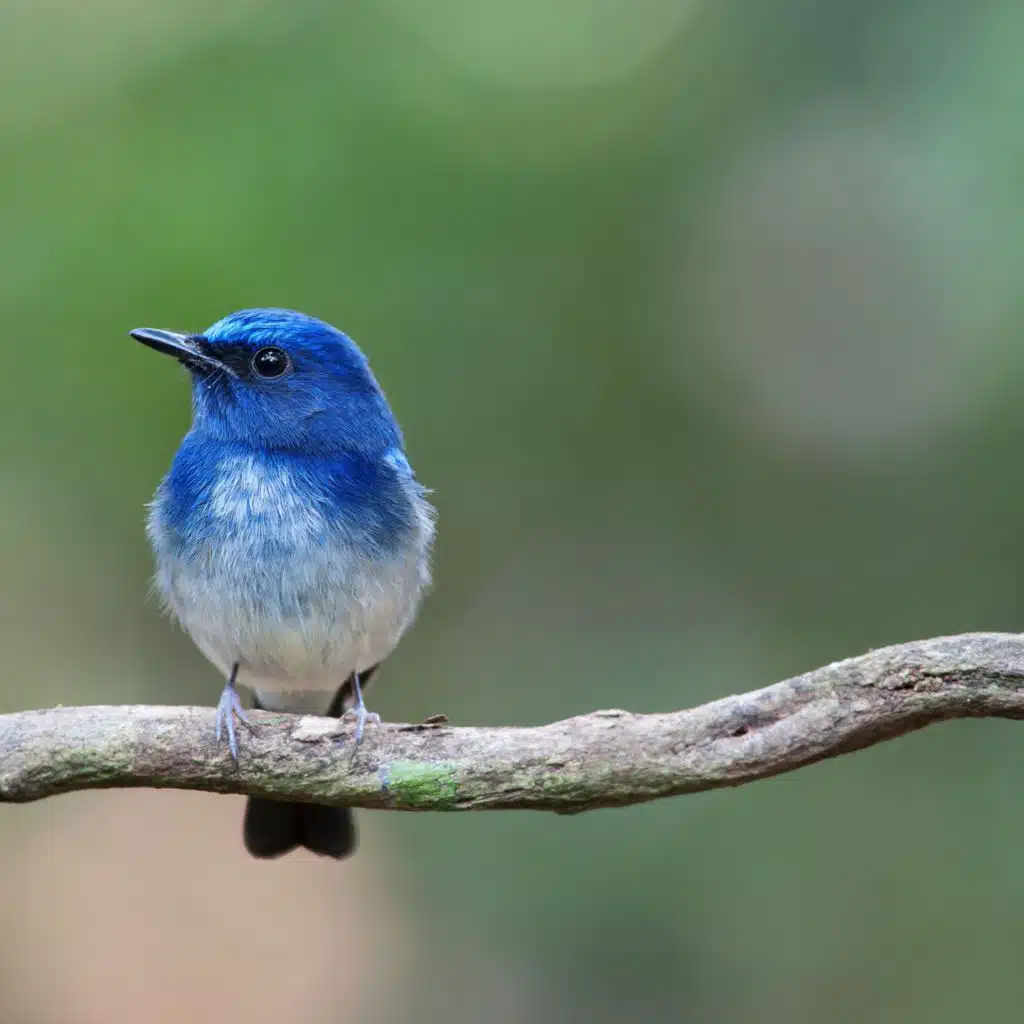 Sonidos De Pájaros: Voces De Pájaros Naturales