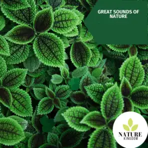 Great Sounds of Nature