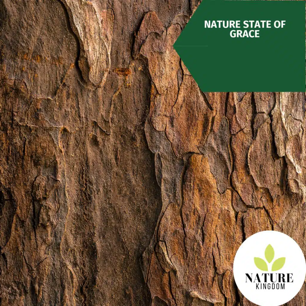 Pleasing Spring Rain