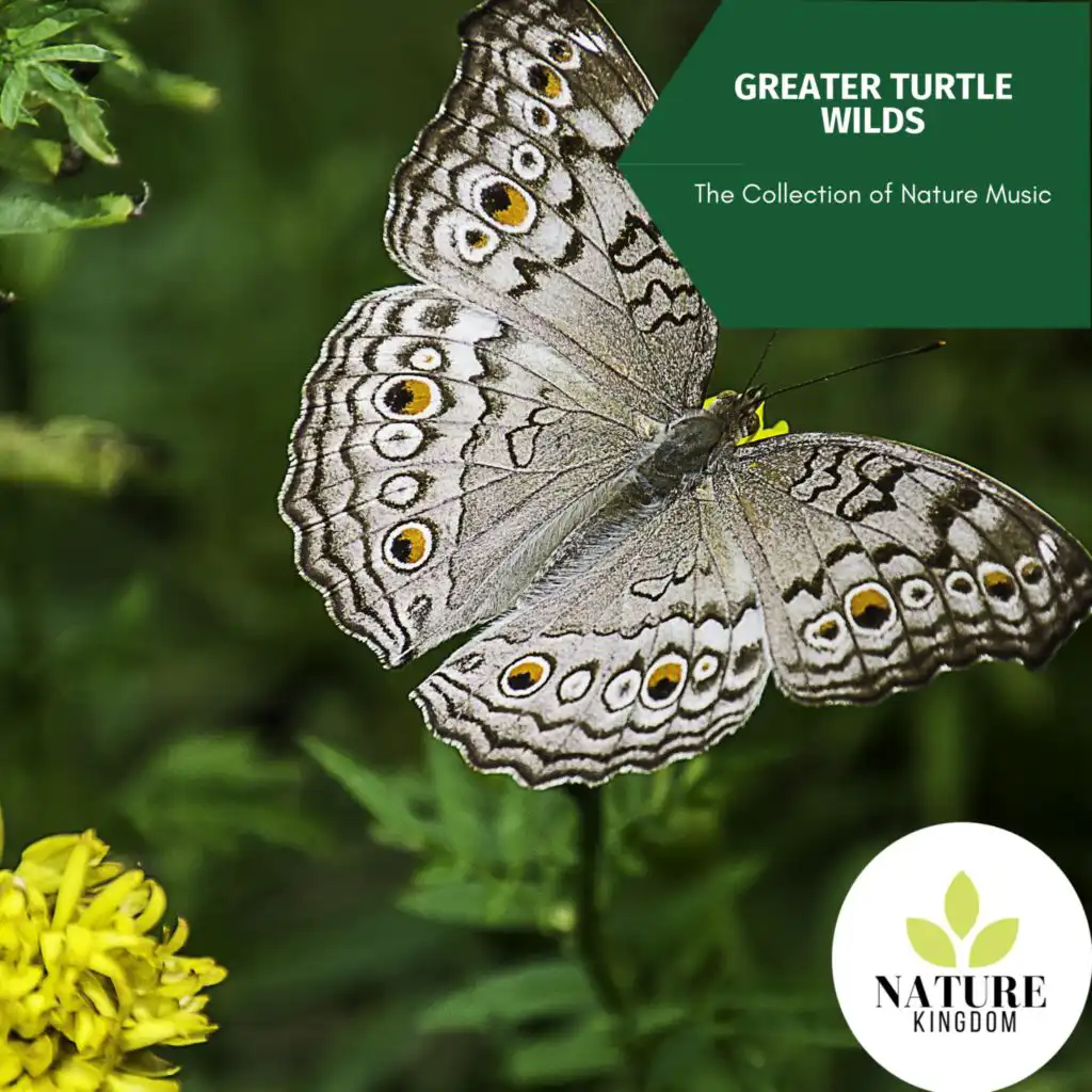 Greater Turtle Wilds - The Collection of Nature Music