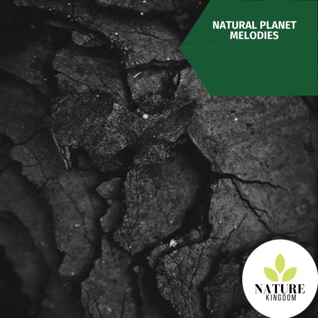 Oceanic Tribe 3D Sounds